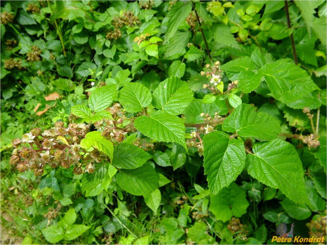 Изображение особи Rubus hirtus.