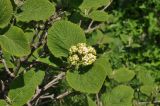 Viburnum lantana