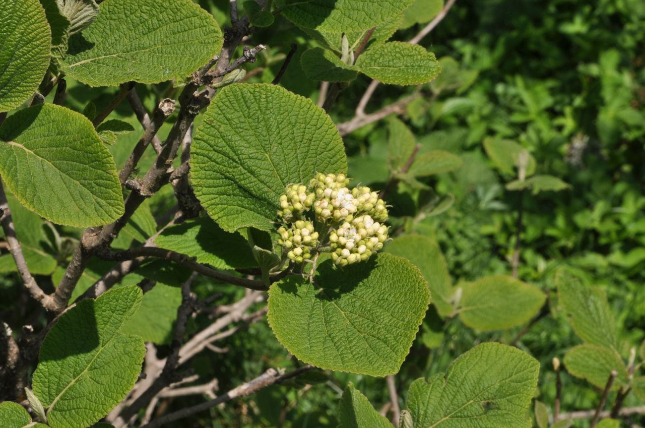 Image of Viburnum lantana specimen.