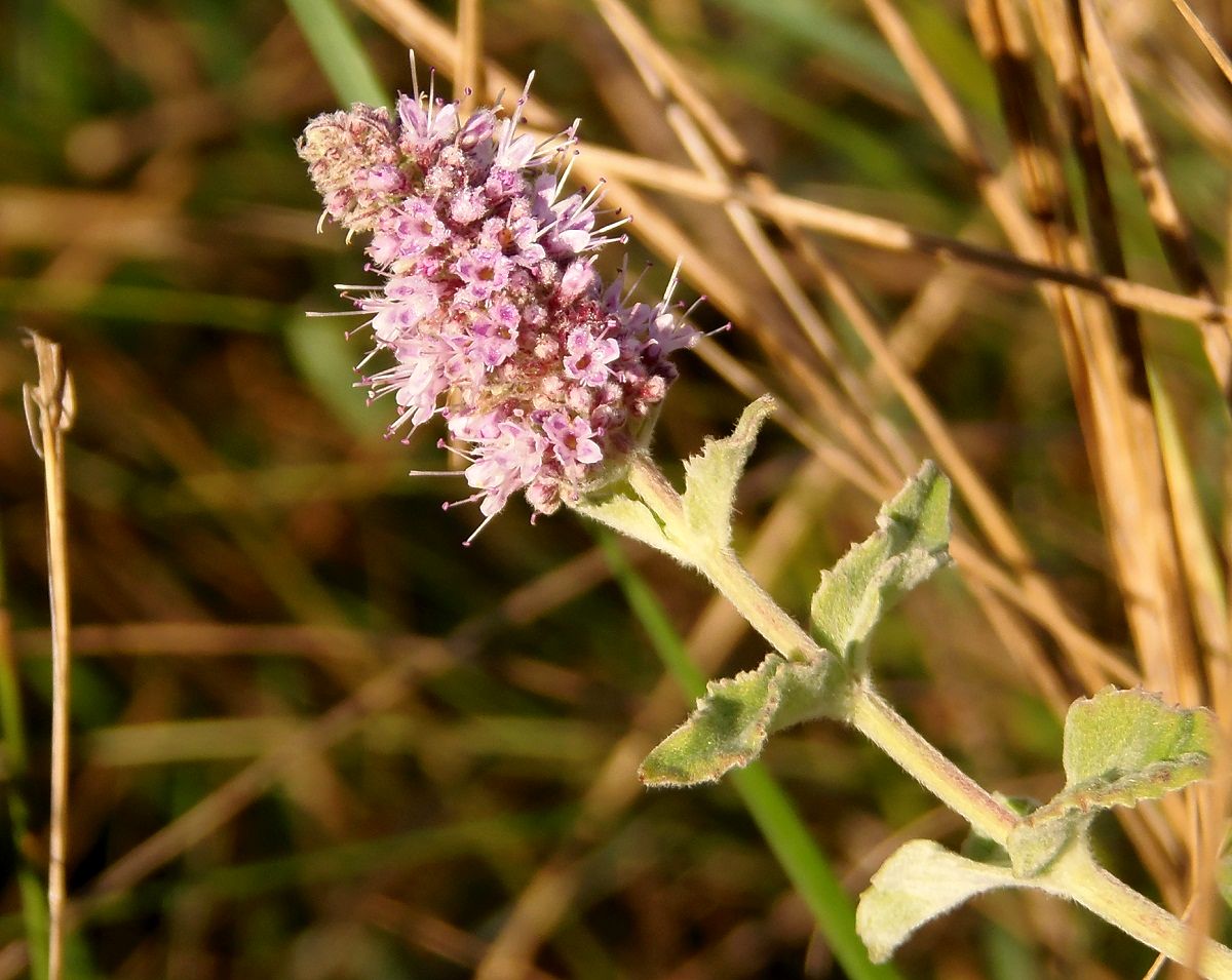 Image of Mentha longifolia specimen.