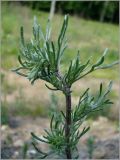 Artemisia campestris. Верхушка побега. Чувашия, окр. г. Шумерля, ст. Кумашка, ж.-д. насыпь. 1 июня 2010 г.