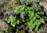 Corydalis lacrimuli-cuculi