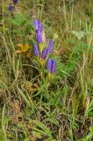 Gentiana pneumonanthe. Цветущее растение. Башкортостан, Учалинский р-н, Ильчигуловский сельсовет, окр. дер. Мулдашево, подножие хр. Нурали, левый берег р. Нижний Иремель, луг. 7 сентября 2018 г.