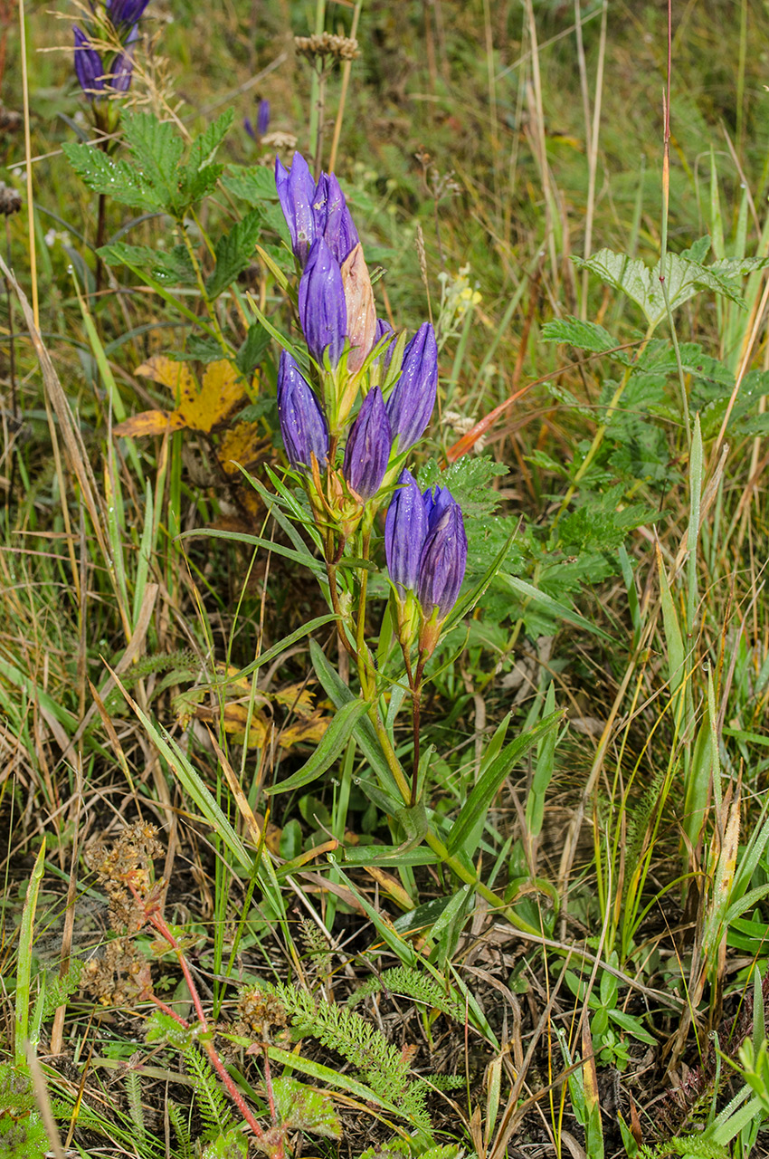 Изображение особи Gentiana pneumonanthe.