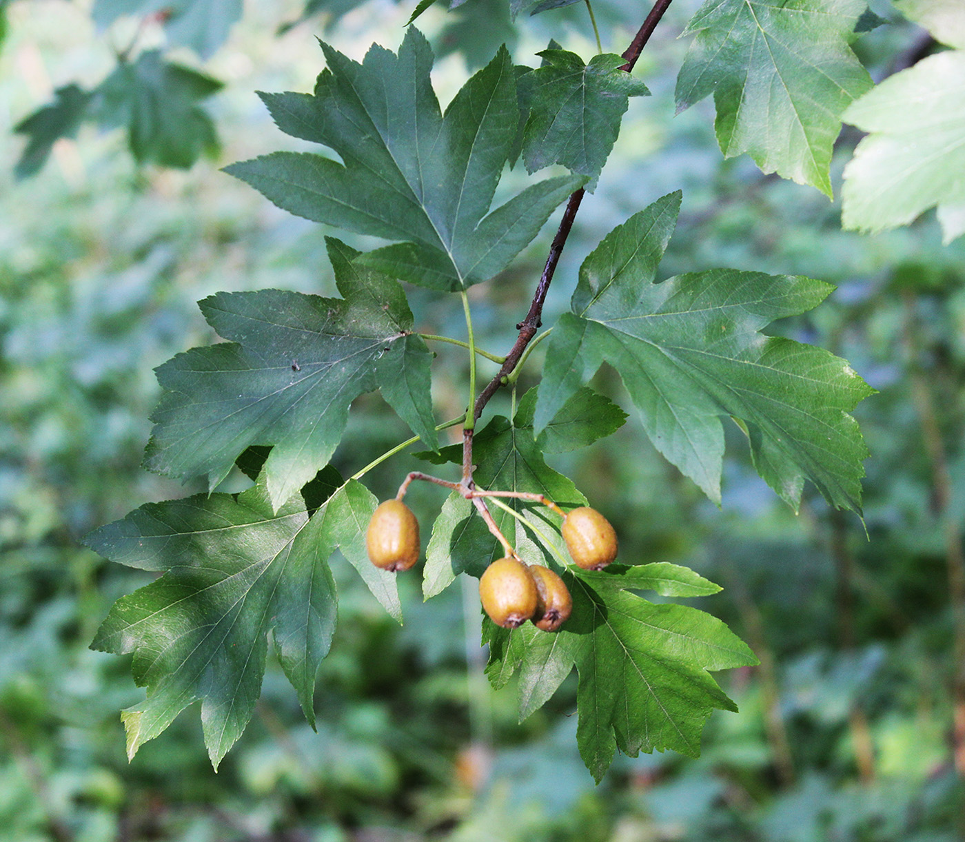Image of Sorbus torminalis specimen.