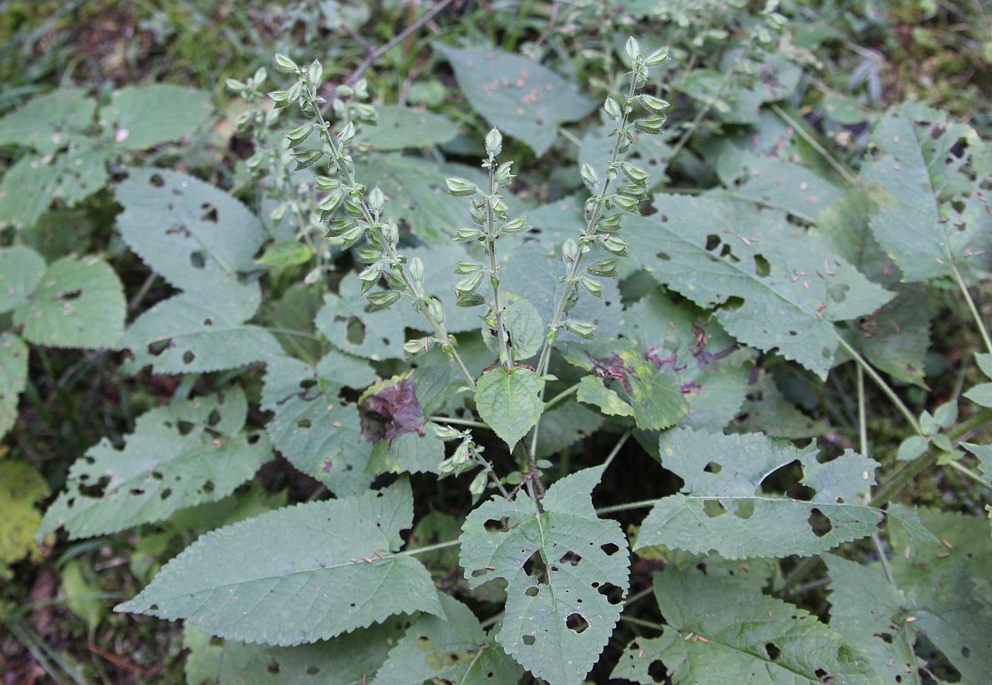 Image of Salvia glutinosa specimen.