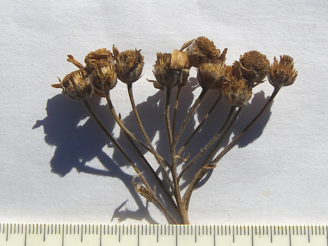 Image of Achillea biserrata specimen.