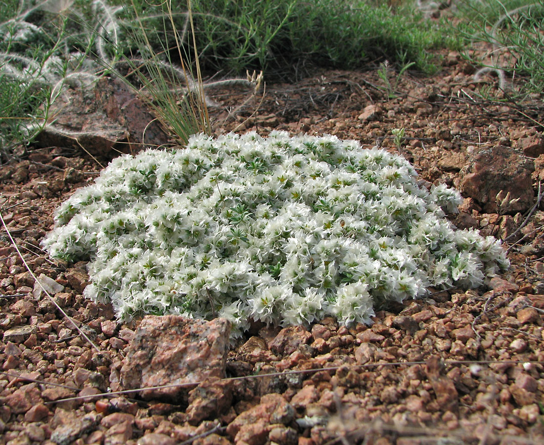 Изображение особи Paronychia cephalotes.