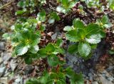 Salix tschuktschorum