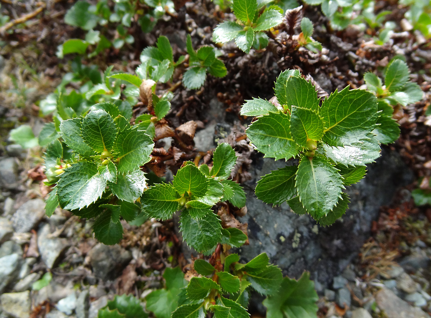 Image of Salix tschuktschorum specimen.