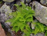 Athyrium distentifolium