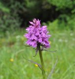 genus Dactylorhiza. Верхушка побега с соцветием. Грузия, Боржоми-Харагаульский национальный парк, дно долины руч. Квабисхеви, ≈ 1000 м н.у.м, большой луг в окружении смешанного леса. 26.05.2018.