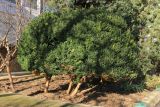 Buxus sempervirens