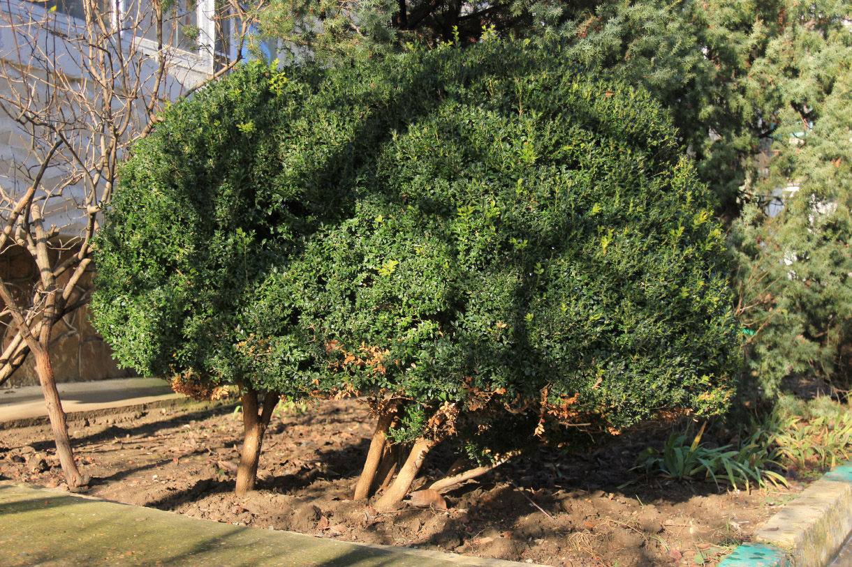 Image of Buxus sempervirens specimen.