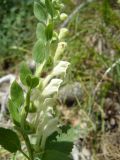 Scutellaria albida