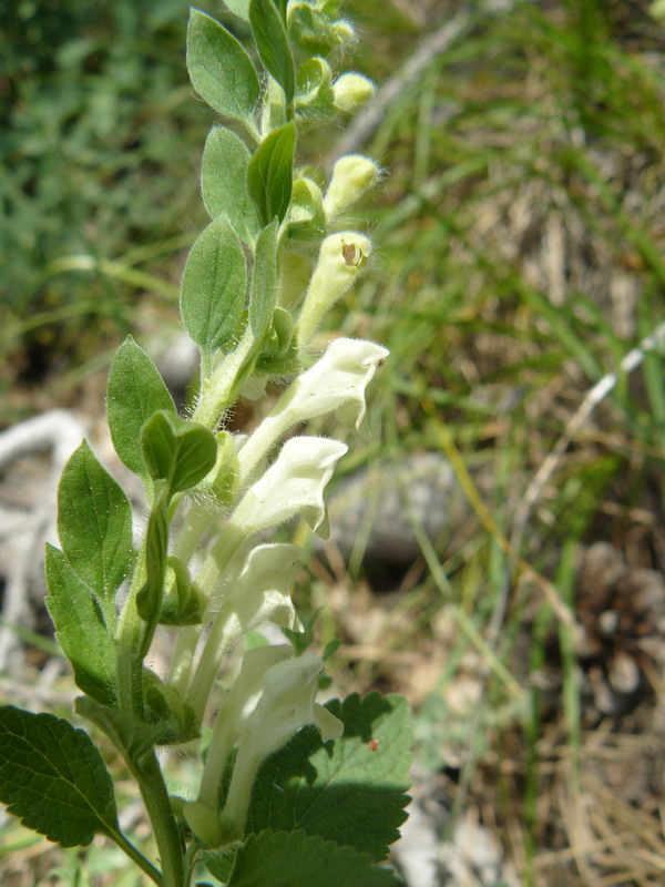 Image of Scutellaria albida specimen.