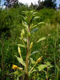 Oenothera depressa