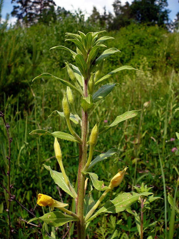 Изображение особи Oenothera depressa.