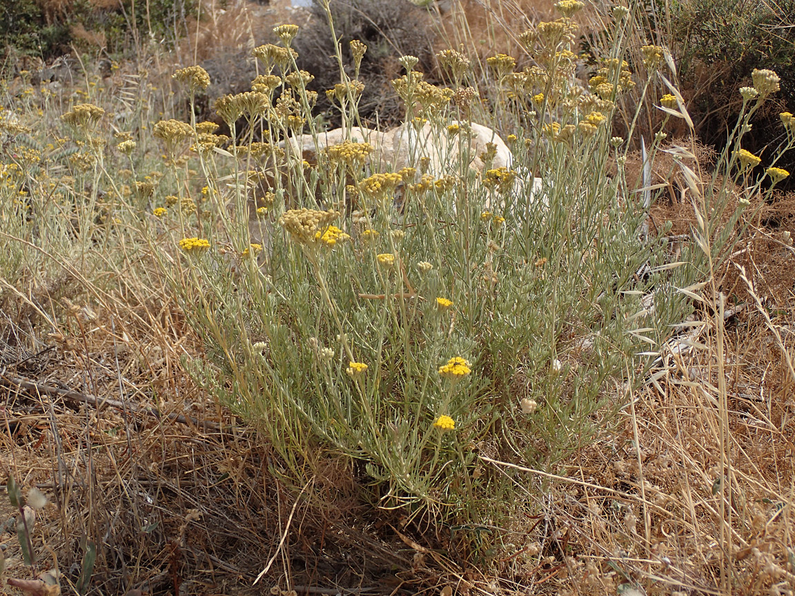 Изображение особи Helichrysum italicum.