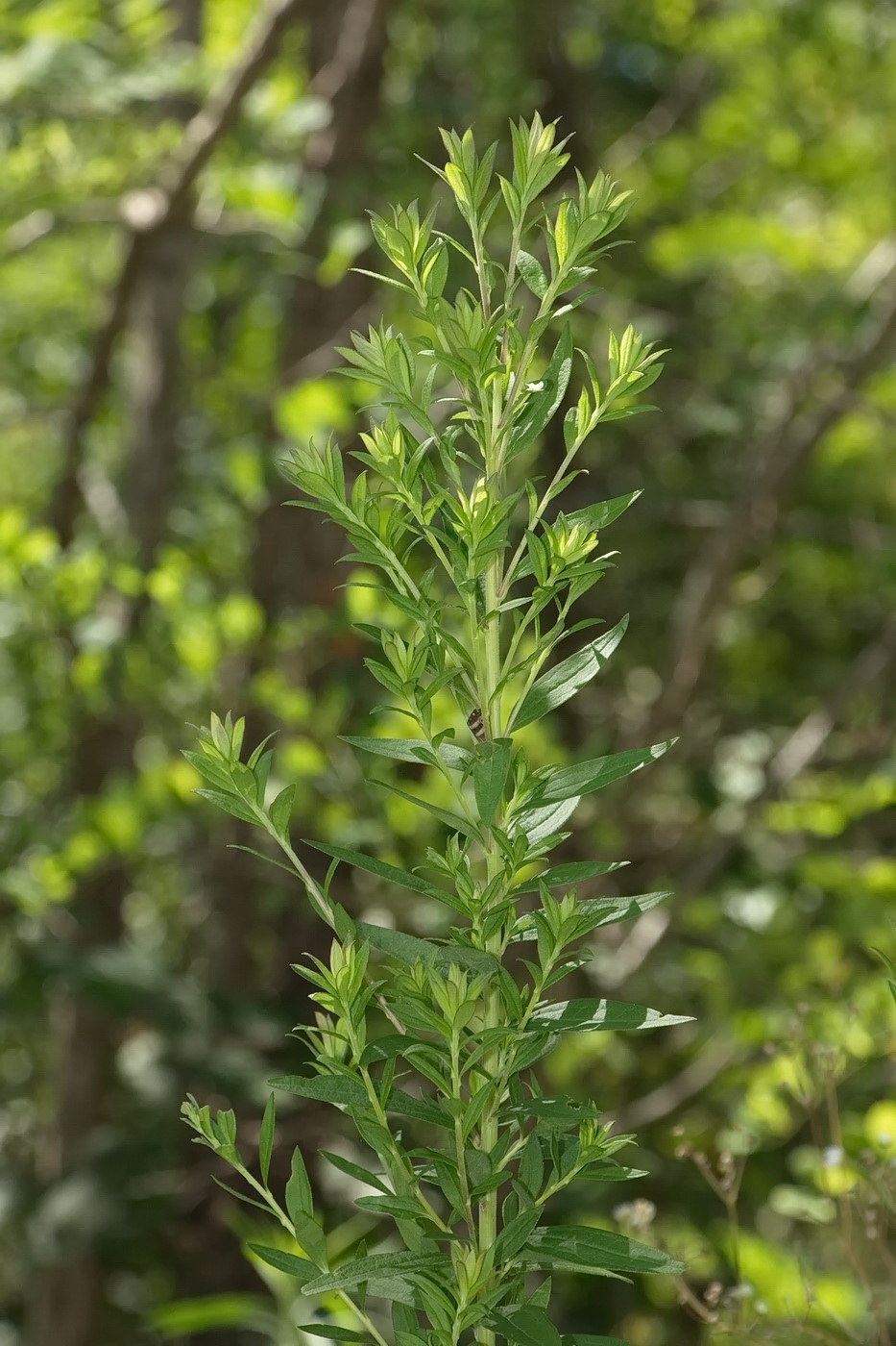 Изображение особи Lithospermum officinale.