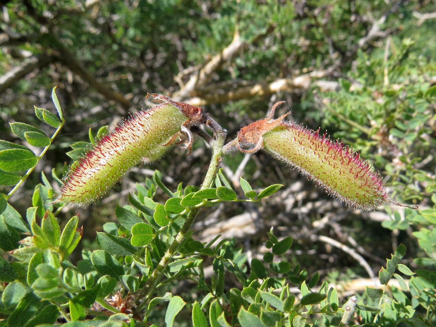 Изображение особи Calophaca tianschanica.