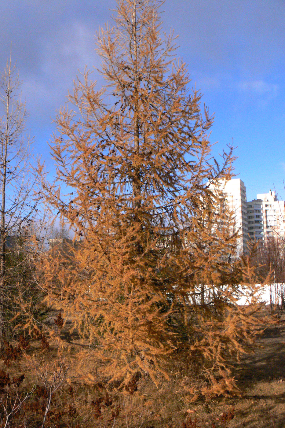 Image of Larix sukaczewii specimen.
