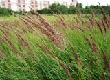 Calamagrostis epigeios