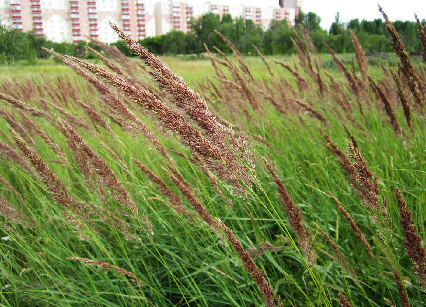 Изображение особи Calamagrostis epigeios.