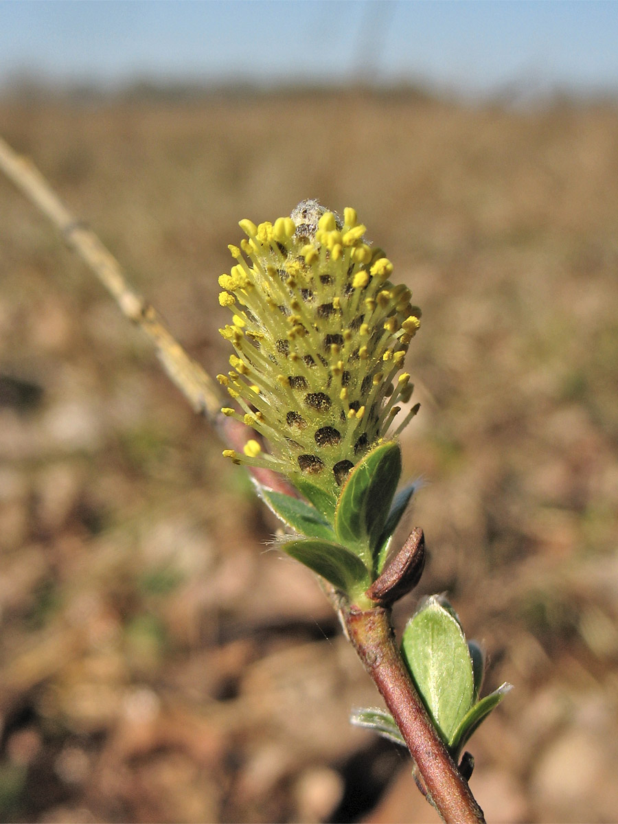 Image of Salix repens specimen.