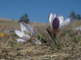 Crocus tauricus