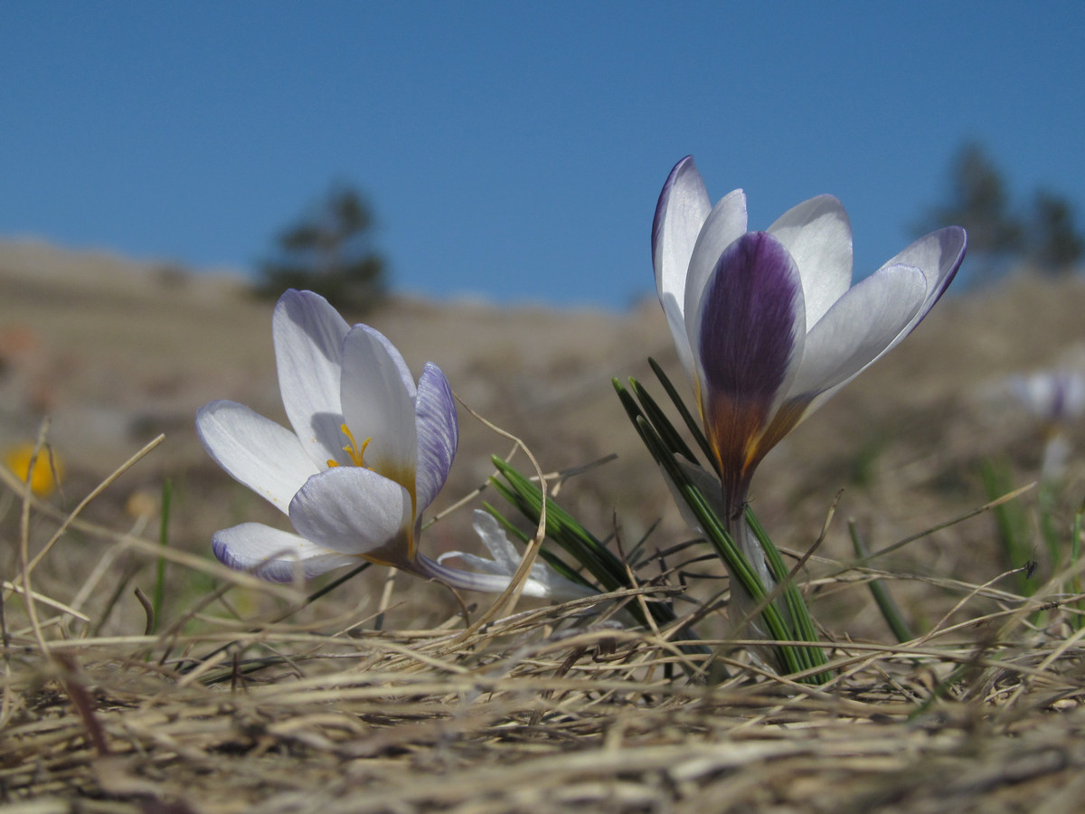 Изображение особи Crocus tauricus.