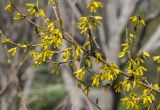 род Forsythia