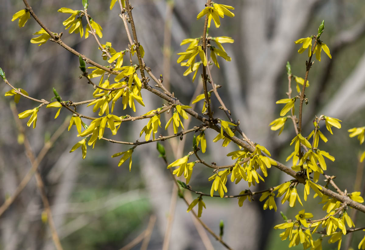 Изображение особи род Forsythia.