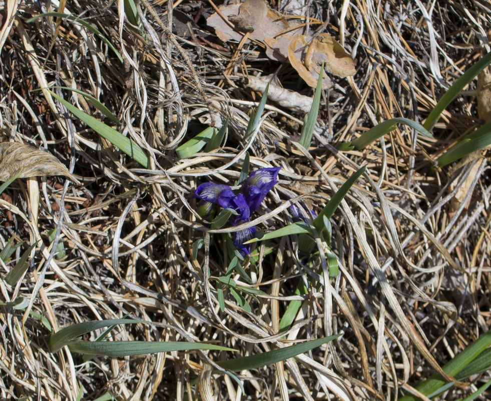 Image of Iris ruthenica specimen.