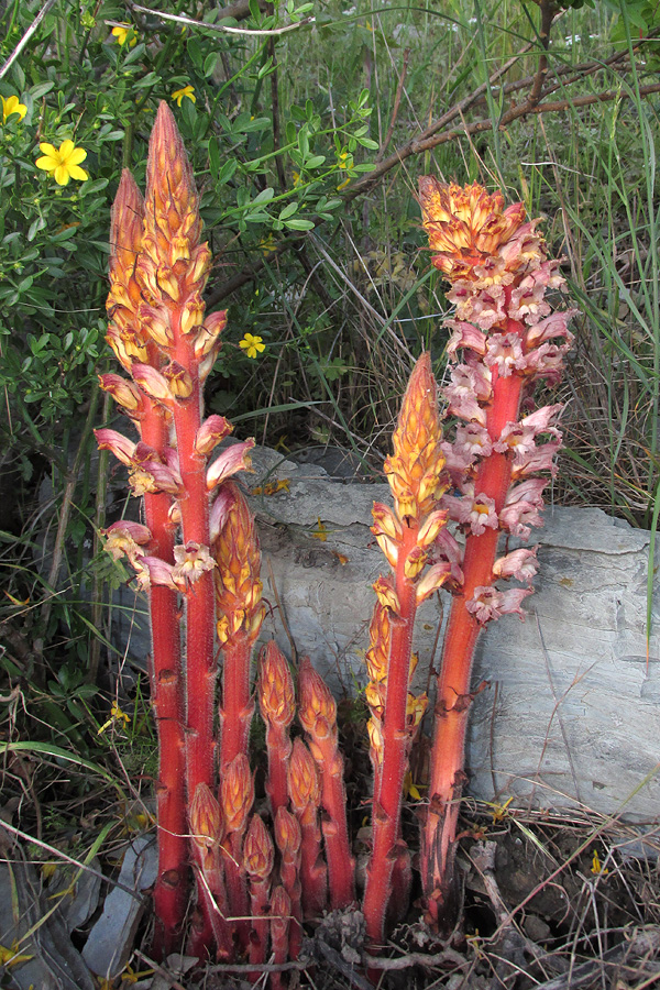 Изображение особи Orobanche laxissima.