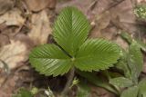 Fragaria viridis. Лист. Саратов, Кумысная поляна, широколиственный лес (дуб, клён), небольшая поляна. 22.05.2019.