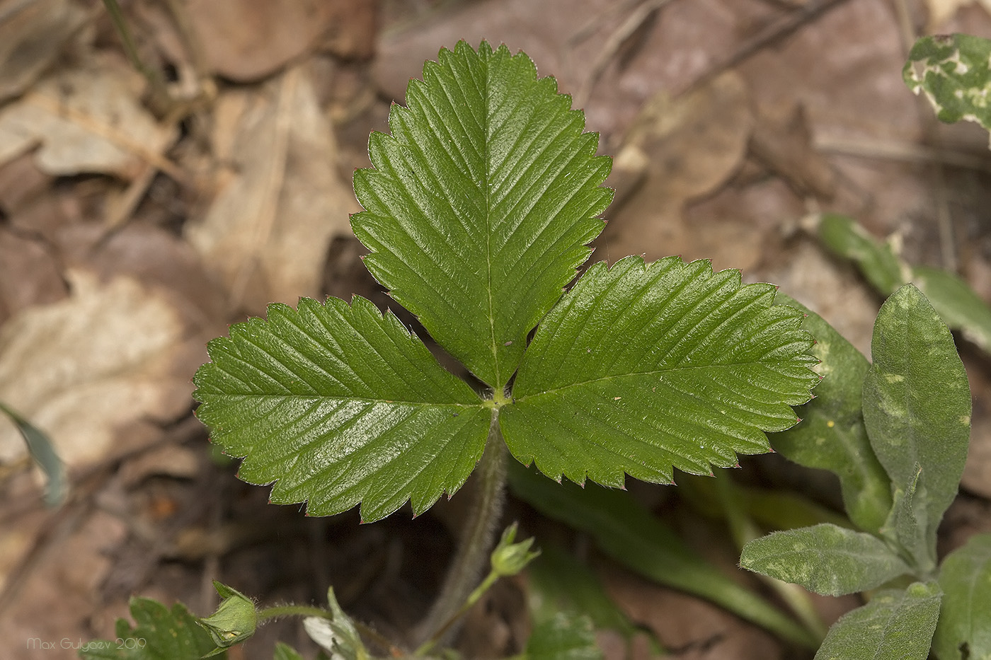 Изображение особи Fragaria viridis.