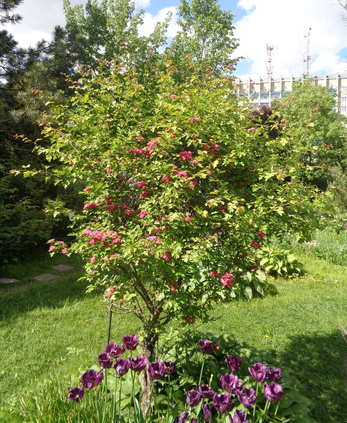 Image of Crataegus &times; media specimen.