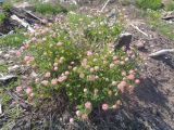 Trifolium hybridum. Цветущее растение. Тверская обл., г. Тверь, Заволжский р-н, окр. Вагоностроительного завода, пустырь. 09.06.2019.