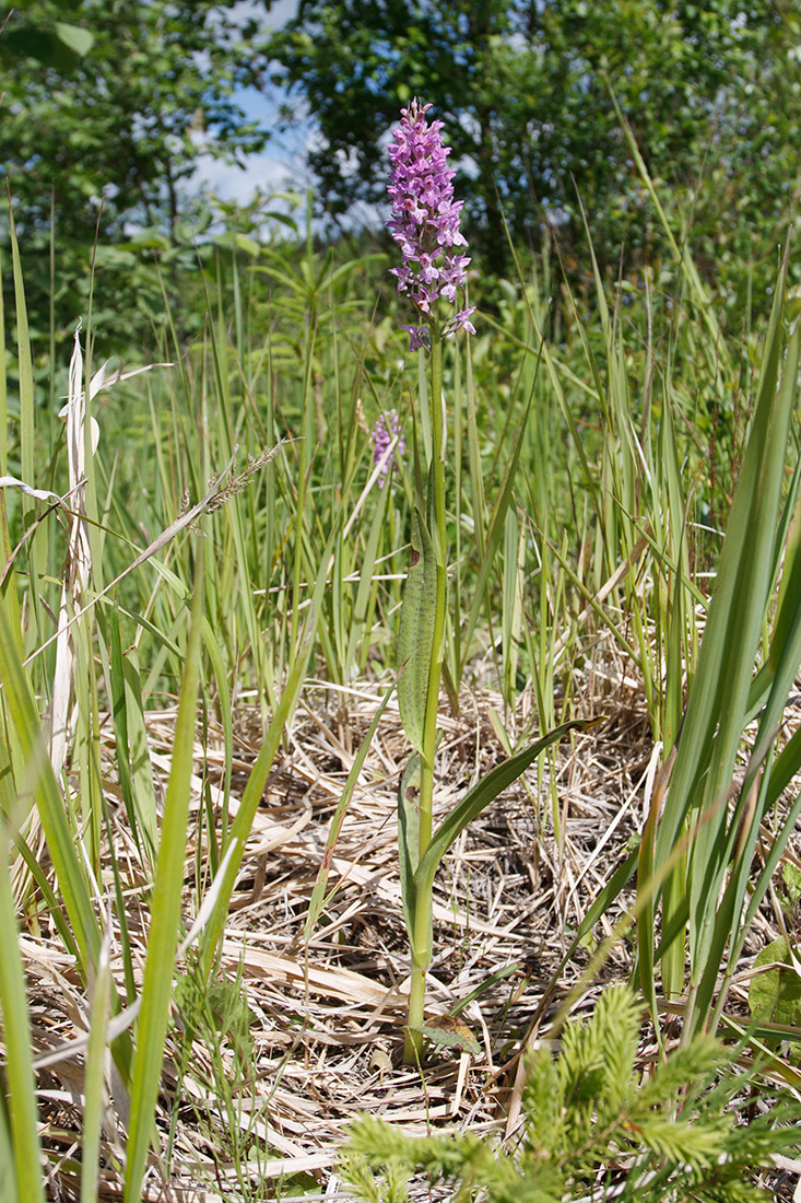 Изображение особи Dactylorhiza baltica.