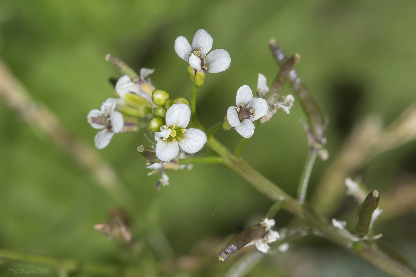 Изображение особи Nasturtium officinale.