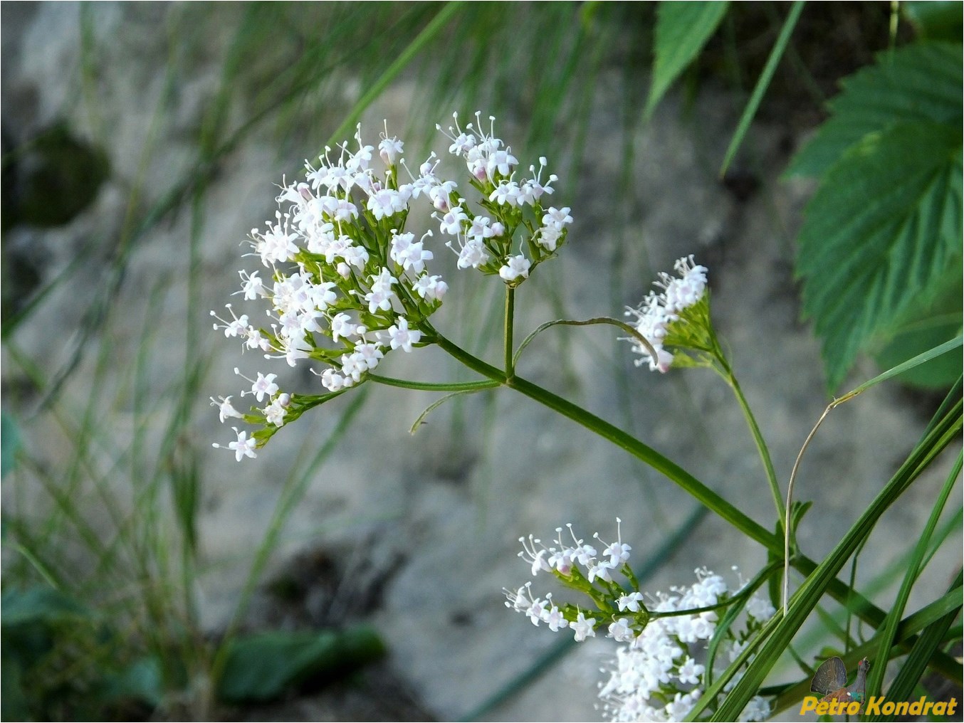 Image of Valeriana tripteris specimen.