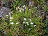 Minuartia laricina
