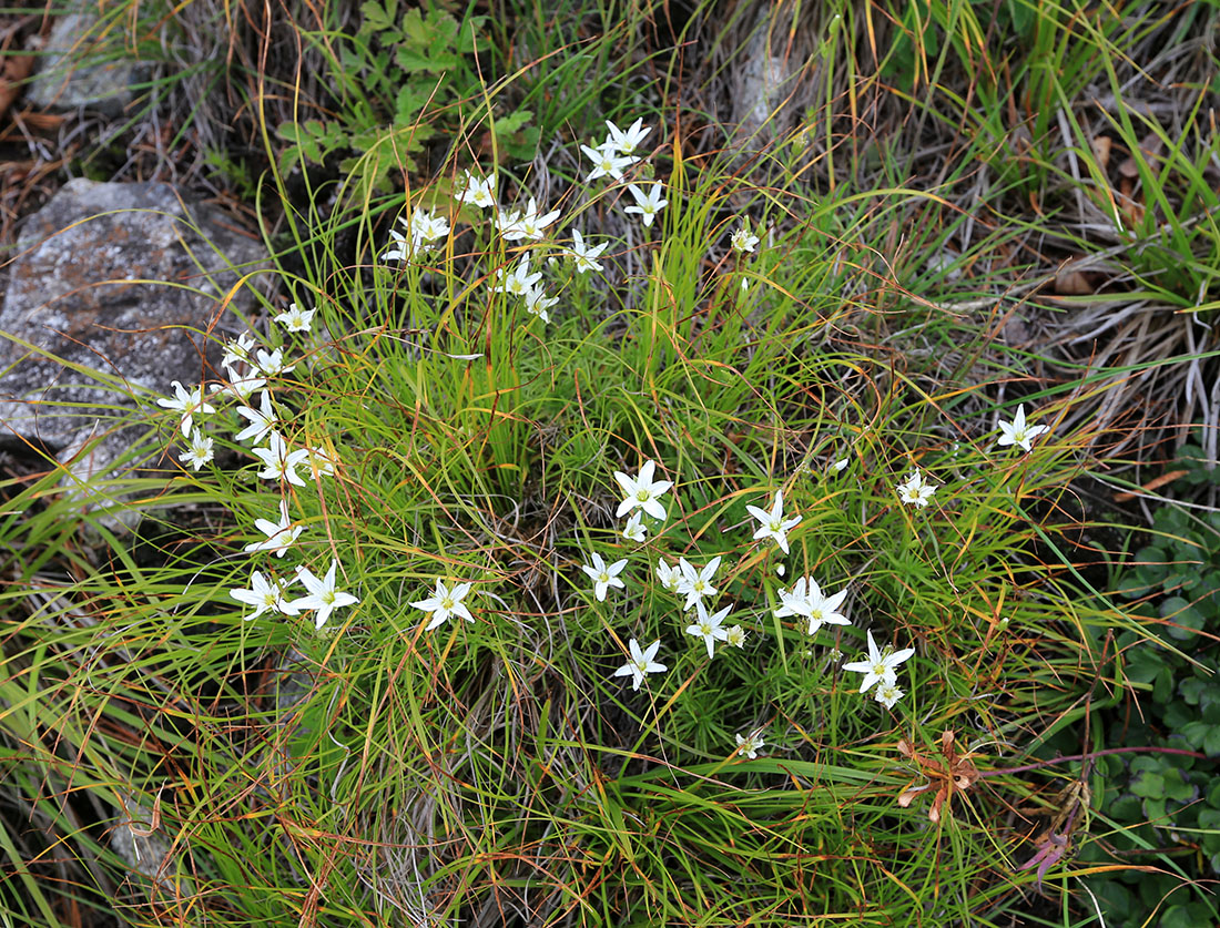 Image of Minuartia laricina specimen.