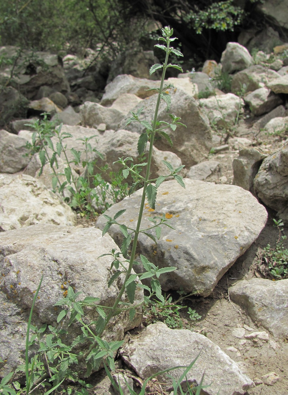 Изображение особи Nepeta biebersteiniana.