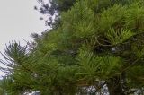 Araucaria heterophylla. Ветви. Испания, автономное сообщество Андалусия, г. Севилья, сквер Плаза-де-Америка, в культуре. 21.04.2018.