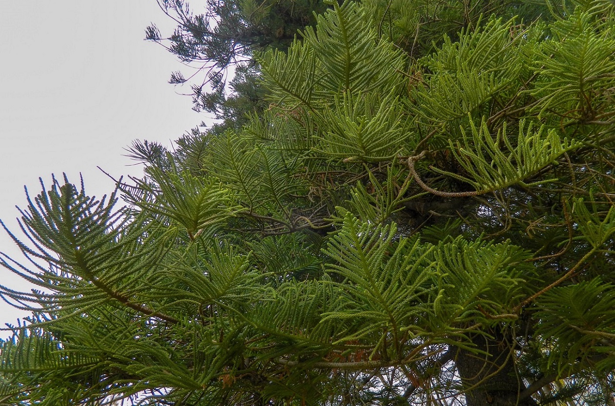 Image of Araucaria heterophylla specimen.