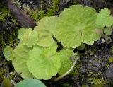 Chrysosplenium alternifolium. Листья. Кировская обл., г. Кирово-Чепецк, лесопарк, новая трасса под ВЛЭП. 15.08.2019.