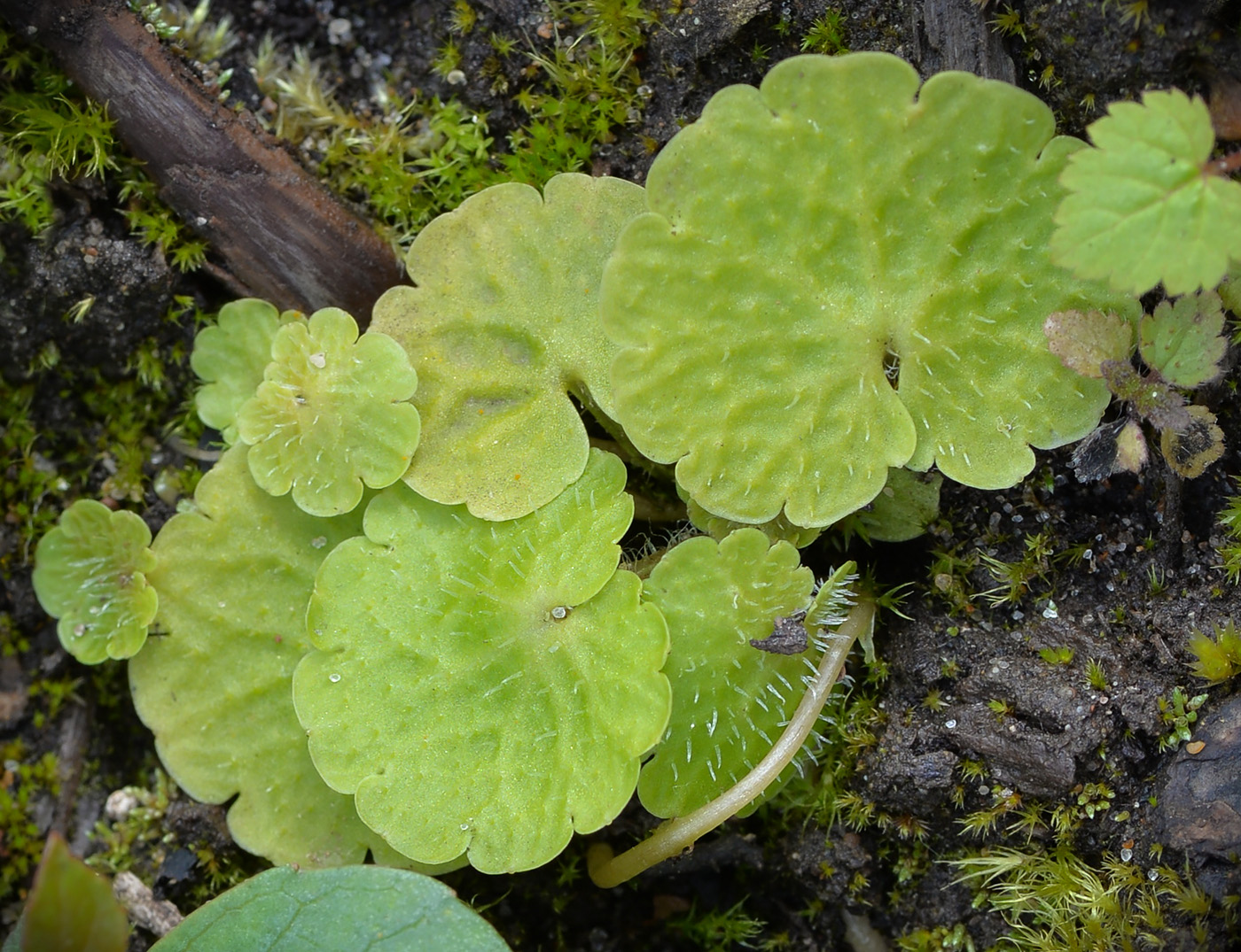 Image of Chrysosplenium alternifolium specimen.