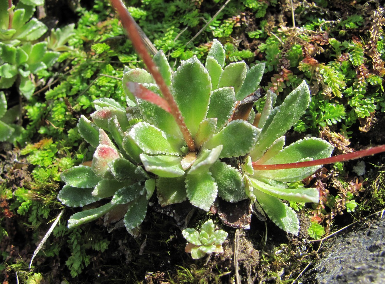 Image of Saxifraga cartilaginea specimen.